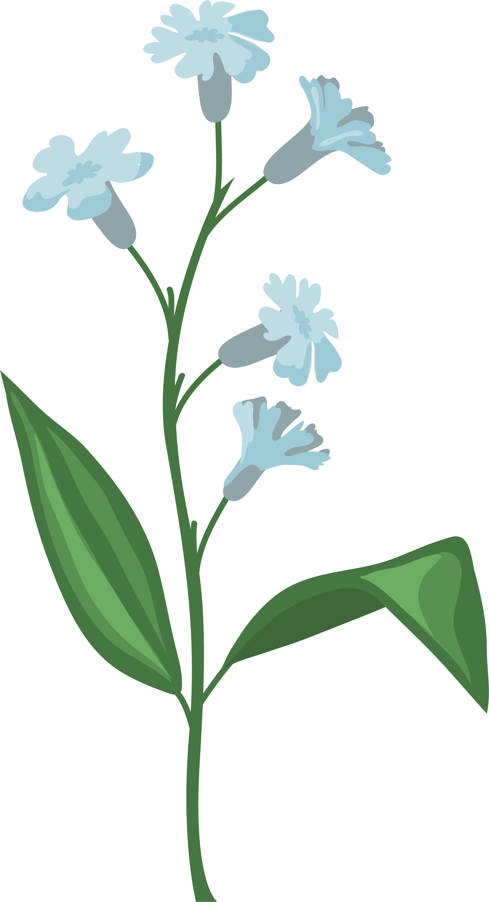 Blue flowers isolated over white background